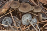 Hydropus marginellus image