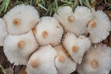 Leucocoprinus cepistipes image