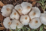 Leucocoprinus cepistipes image