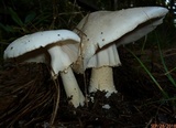 Amanita canescens image
