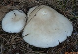 Amanita canescens image