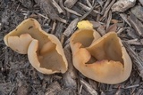 Peziza varia image