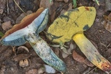 Pulchroboletus rubricitrinus image