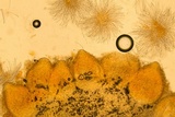 Hypomyces armeniacus image