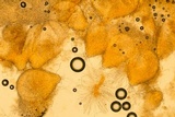 Hypomyces armeniacus image