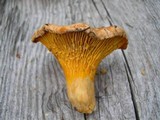 Cantharellus roseocanus image