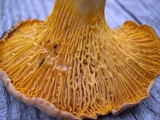 Cantharellus roseocanus image