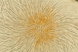 Hypomyces armeniacus image
