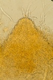 Hypomyces armeniacus image