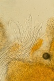 Hypomyces armeniacus image