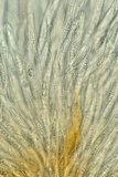 Hypomyces armeniacus image