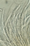 Hypomyces armeniacus image