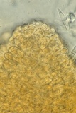 Hypomyces armeniacus image