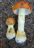 Amanita persicina image