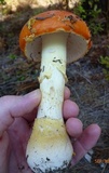 Amanita persicina image