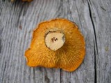 Cantharellus roseocanus image