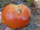 Amanita persicina image