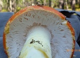 Amanita persicina image