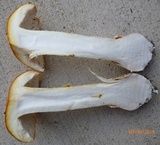 Amanita persicina image