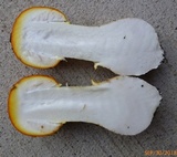 Amanita persicina image