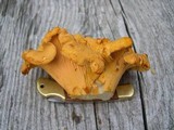 Cantharellus roseocanus image