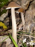 Oudemansiella furfuracea image