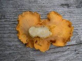 Cantharellus roseocanus image