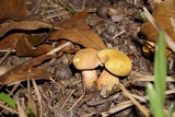 Boletus pallidoroseus image