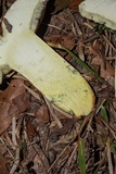 Boletus pallidoroseus image