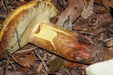 Boletus pallidoroseus image