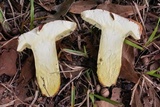 Boletus pallidoroseus image