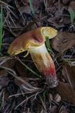 Boletus pallidoroseus image