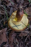 Boletus pallidoroseus image