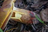 Boletus pallidoroseus image