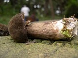 Tylopilus porphyrosporus image
