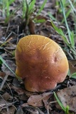 Boletus pallidoroseus image