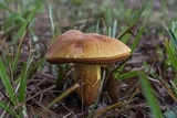 Boletus pallidoroseus image