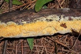 Fibroporia radiculosa image