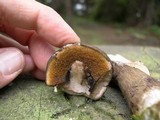 Tylopilus porphyrosporus image