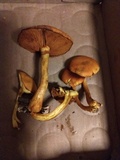 Gymnopilus luteus image