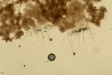 Myrothecium inundatum image