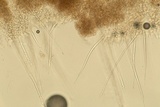 Myrothecium inundatum image