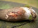 Tylopilus porphyrosporus image