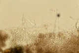 Myrothecium inundatum image