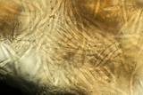 Bertia moriformis image