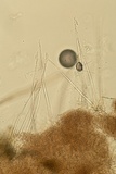 Myrothecium inundatum image