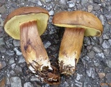 Imleria badia image