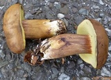Imleria badia image