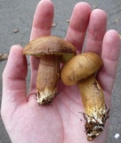 Imleria badia image