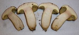 Imleria badia image
